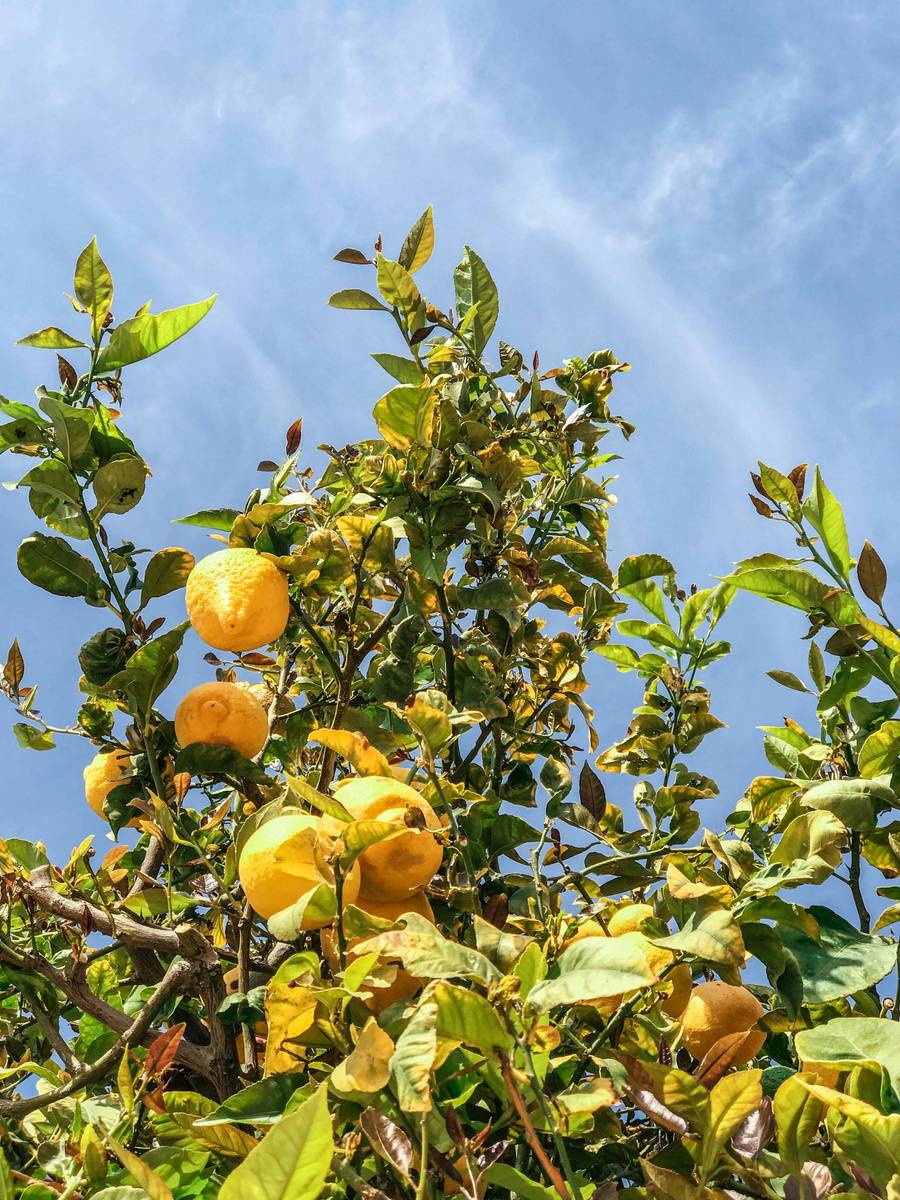 Il giardino delle Esperidi: un nome, una leggenda